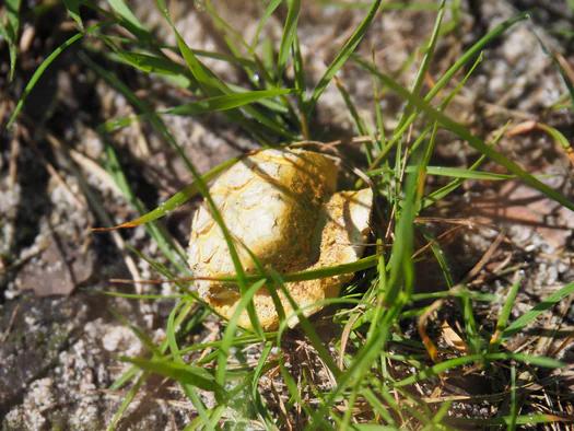 Pijnven, National Parc Forrestland, Overpelt, Hechtel-Eksel and Lommel (Belgium)